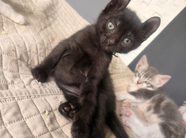 Only 1 black handsome left!