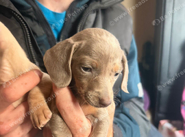 Miniature daschund puppy (female)