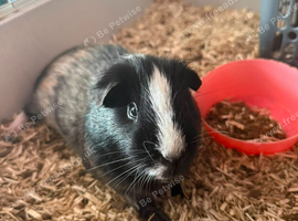 HARRY & RONNIE &ndash; BONDED BOYS &ndash; &pound;30 FOR THE PAIR
