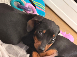 Miniature dachshund puppies