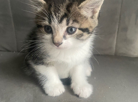 Kittens