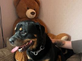 4 year old Rottweiler, Dougie