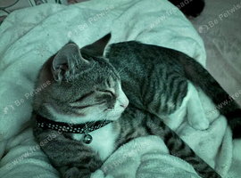 5 kittens for sale