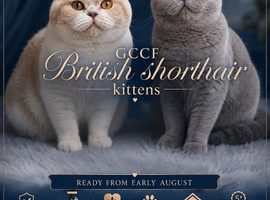 GCCF Stunning British Shorthair Kittens