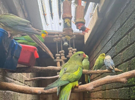 indian ringneck breeding pair