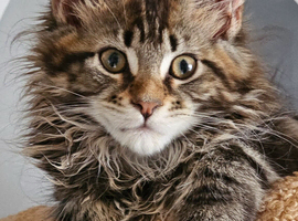Tica Reg pedigree Maine Coon kittens
