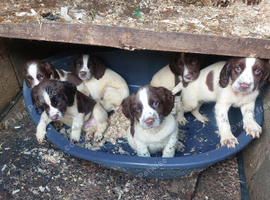 Five male springer spaniel pups