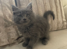 Grey Mainecoon/Ragdoll boy