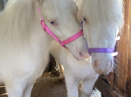 *2 Beautiful Unicorns For Sale*
