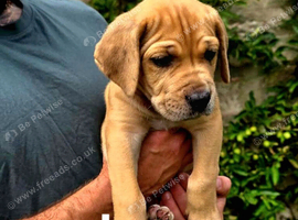 Great Dane x Cane corso puppies