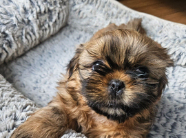 Last Little Boy Available &ndash; Ready to Fill Your Home with Love!