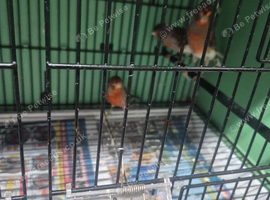 Canary
