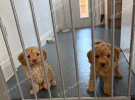 Girl cockapoo puppy&rsquo;s