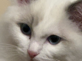Original Ragdoll