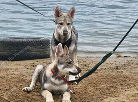 LEO Tamaskan male puppy now available fully vac and embarked. Pedigree and Registered