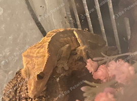 Crested gecko