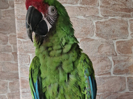 Tame Military Macaw
