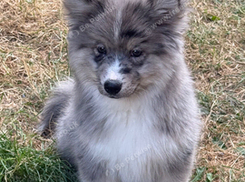 Adorable Chow Chow Puppy Ready for His Forever Home 1 Left rest are reserved & Sold