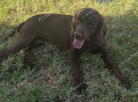 Jes&eacute; 2 yr old chocolate spaniel