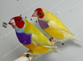 Beautiful pair of yellow Gouldian finches