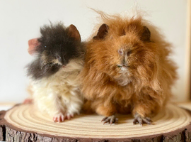 2 pairs of boars