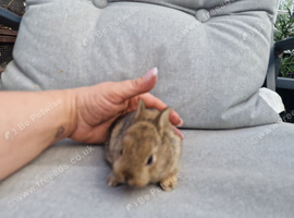 Netherland dwarf girl