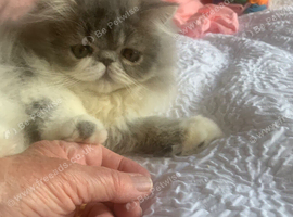 Ready Now*GCCF Reg. Persian Kitten