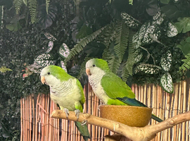 Female green quakers