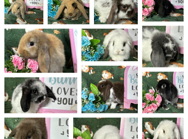 Stunning Mini Lop Babies for sale