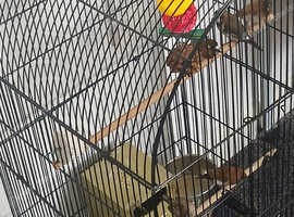 Mixed sex bengalise finch