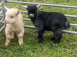 Cute Pygmy Goat Kids for Sale &pound;200 each