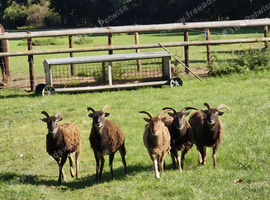 4 Soay ewes for sale