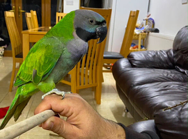 Baby tamed derbyah talking parrot