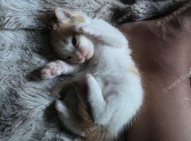 Kittens for sale half mainecoon