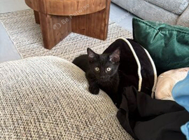 2 kittens