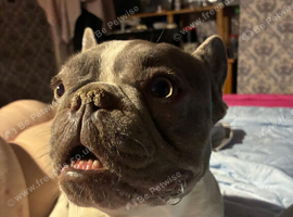 KC Registered Female French bulldog