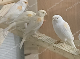 Mosaic canaries