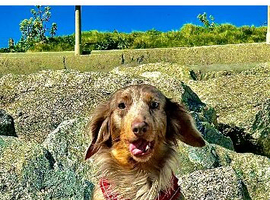 Dapple longhaired male