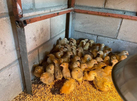 Guaranteed Green/Blue Egg laying pullets