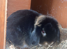 10 mini lop babys