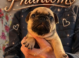 3 female french bulldogs puppies