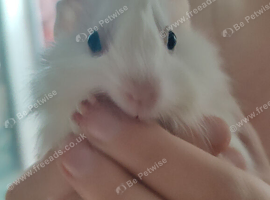 Guinea pigs for sale