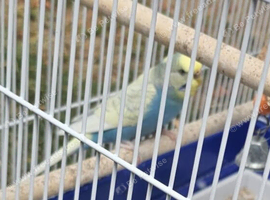 Blue/Yellow Budgie Parrot