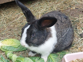 Male lionhead cross rabbits