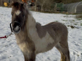 Standard shetland pony