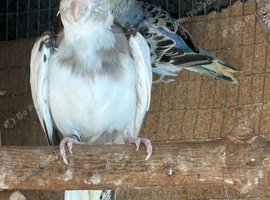 Lovely hen