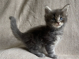 GCCF Active Maine Coon boy