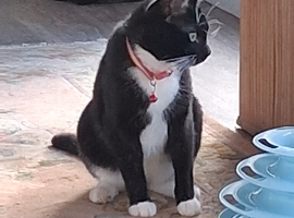 2 year old Male Tuxedo cat