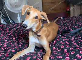 4 months old saluki lurcher looking for new home