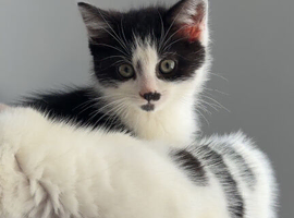 kittens for sale